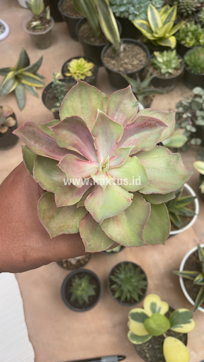 656. Echeveria Monster - Image 14