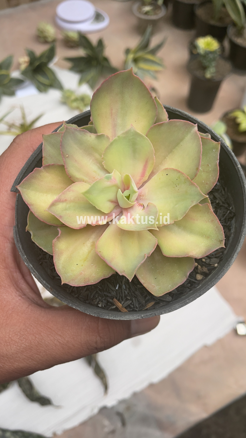 656. Echeveria Monster - Image 13
