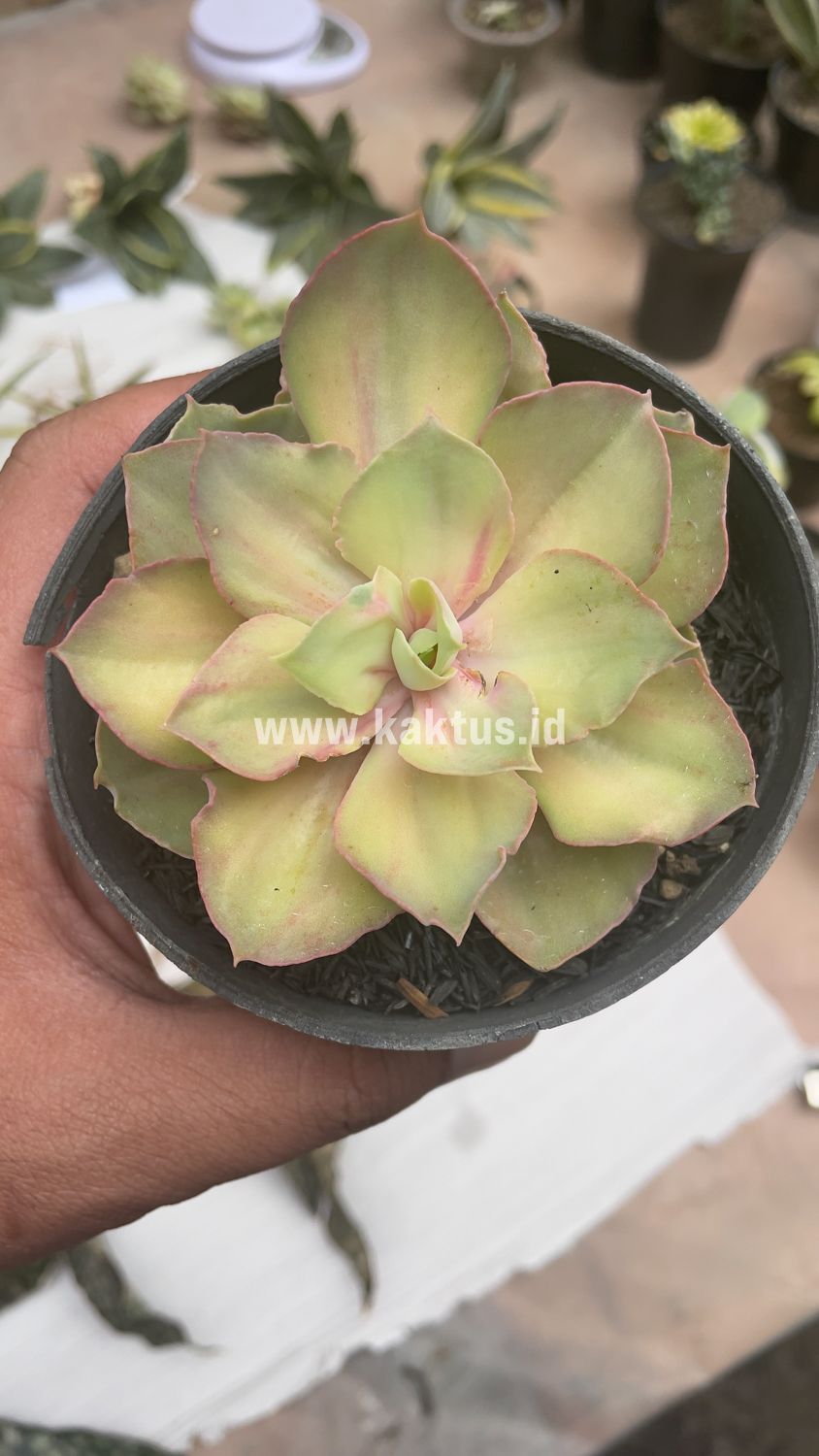 656. Echeveria Monster - Image 12