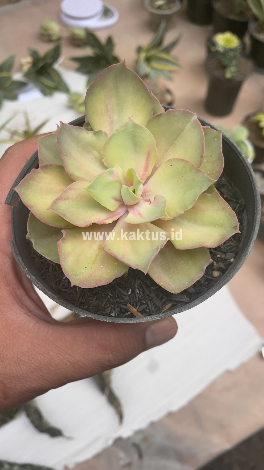 656. Echeveria Monster - Image 10