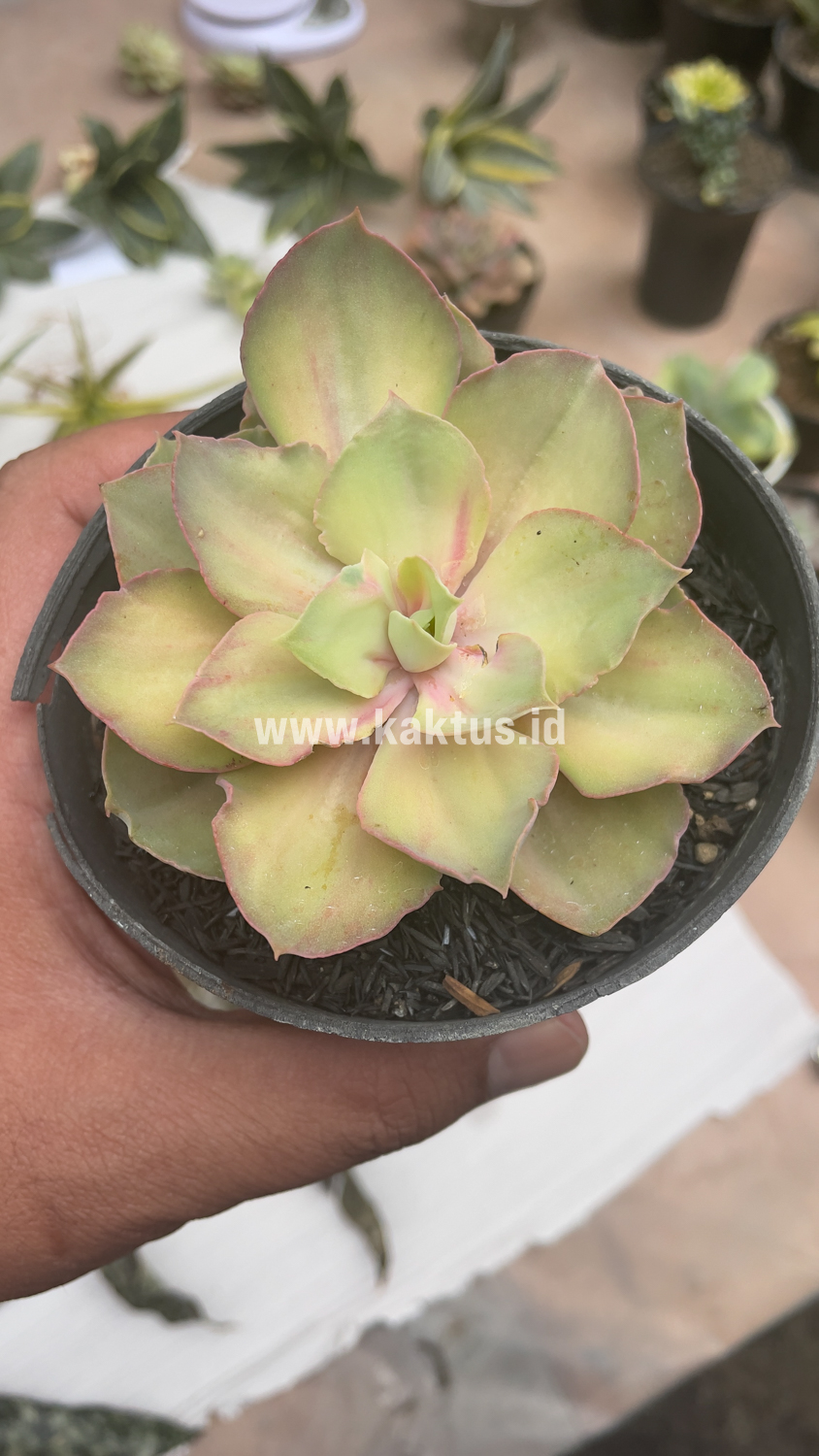 656. Echeveria Monster - Image 9