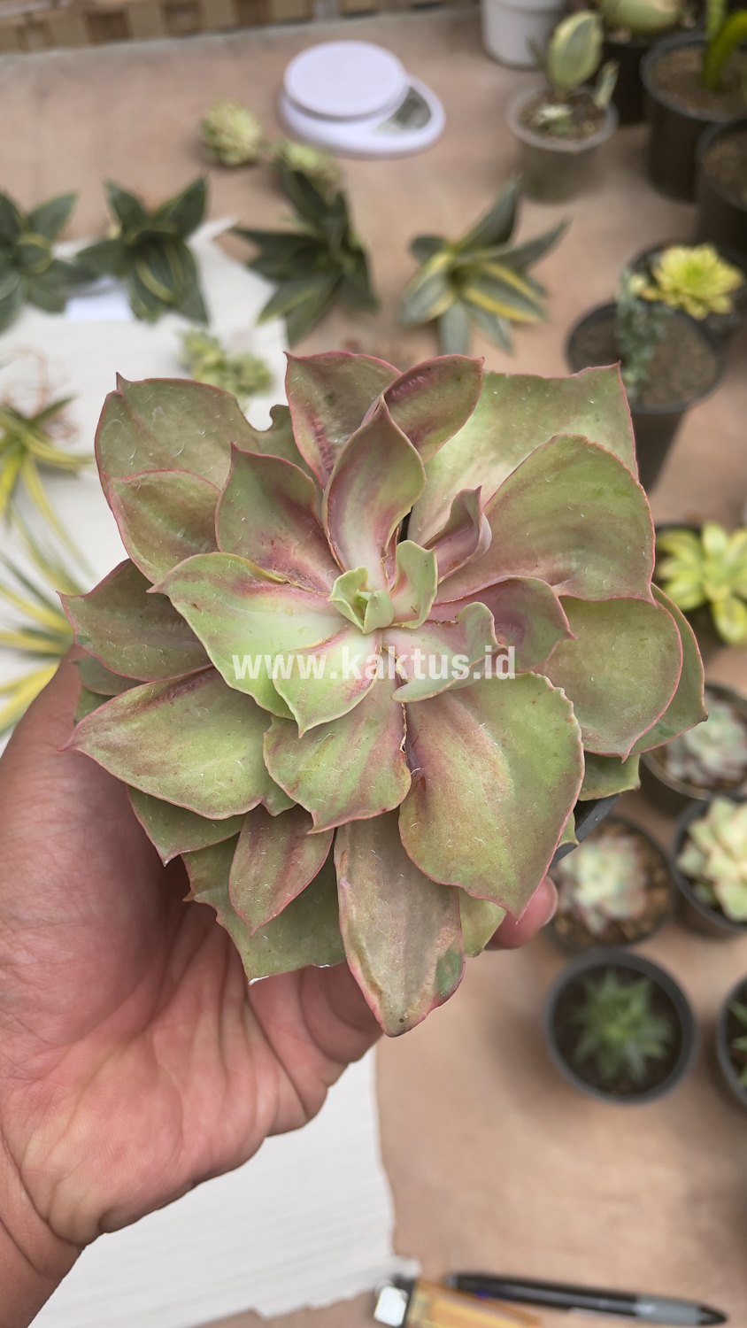 656. Echeveria Monster - Image 26
