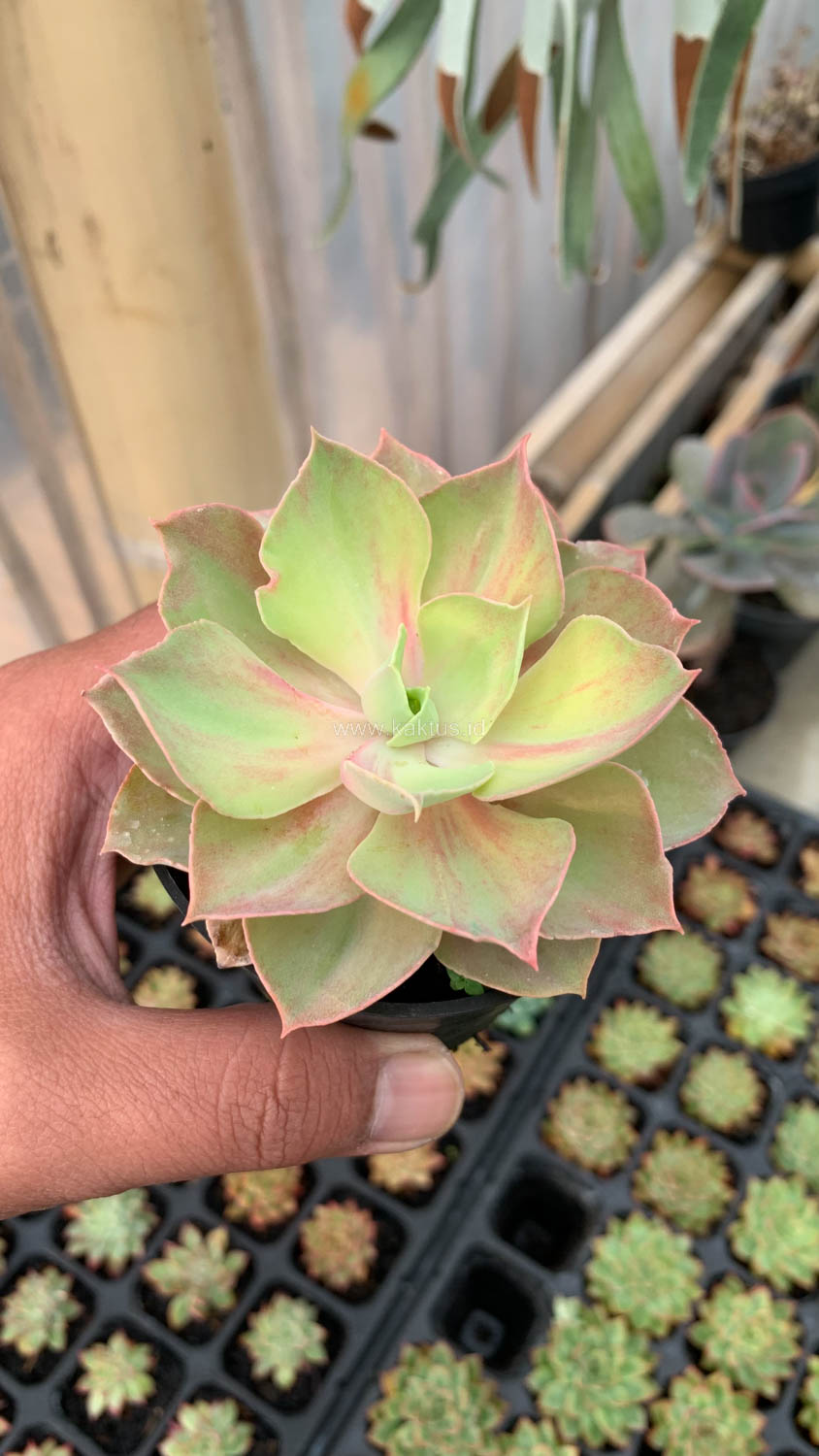 656. Echeveria Monster - Image 3
