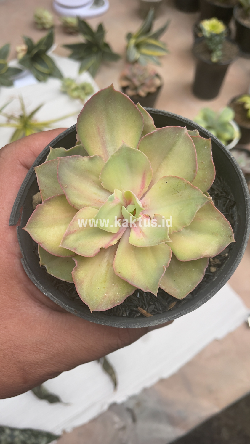 656. Echeveria Monster - Image 8