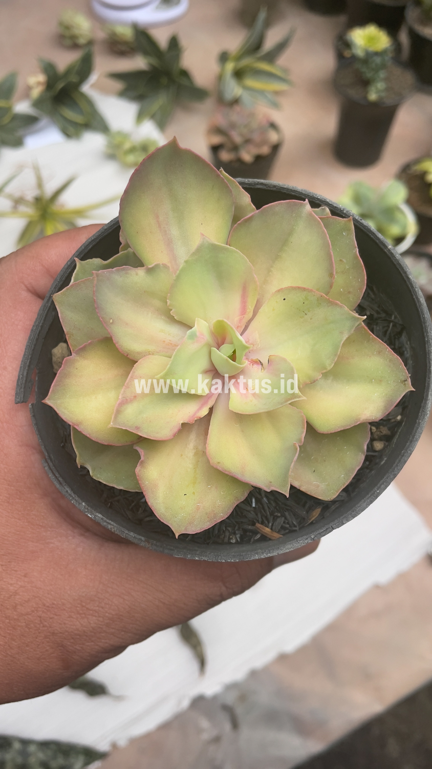 656. Echeveria Monster - Image 6