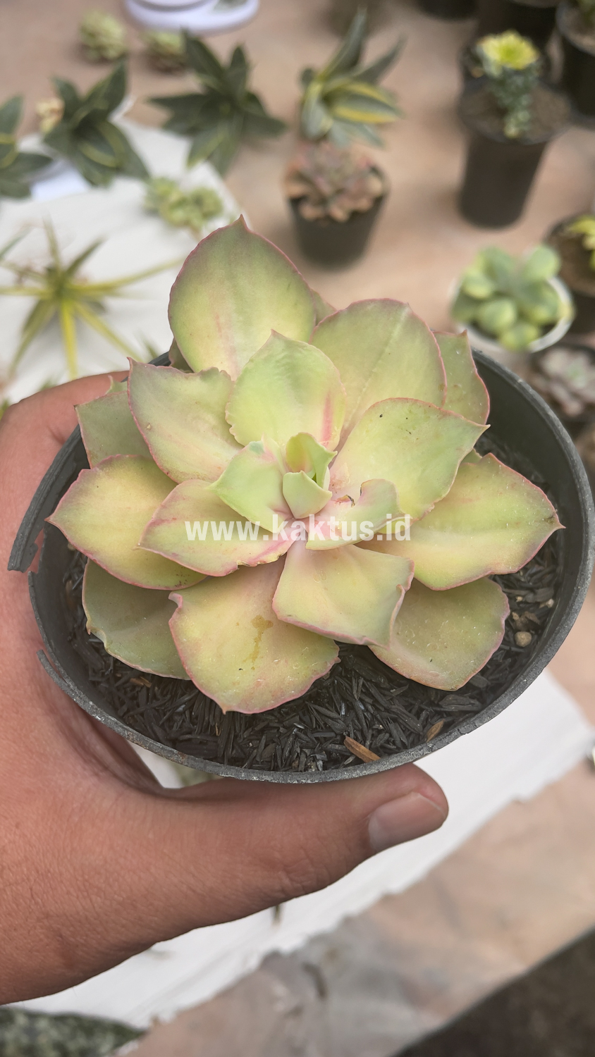 656. Echeveria Monster - Image 4