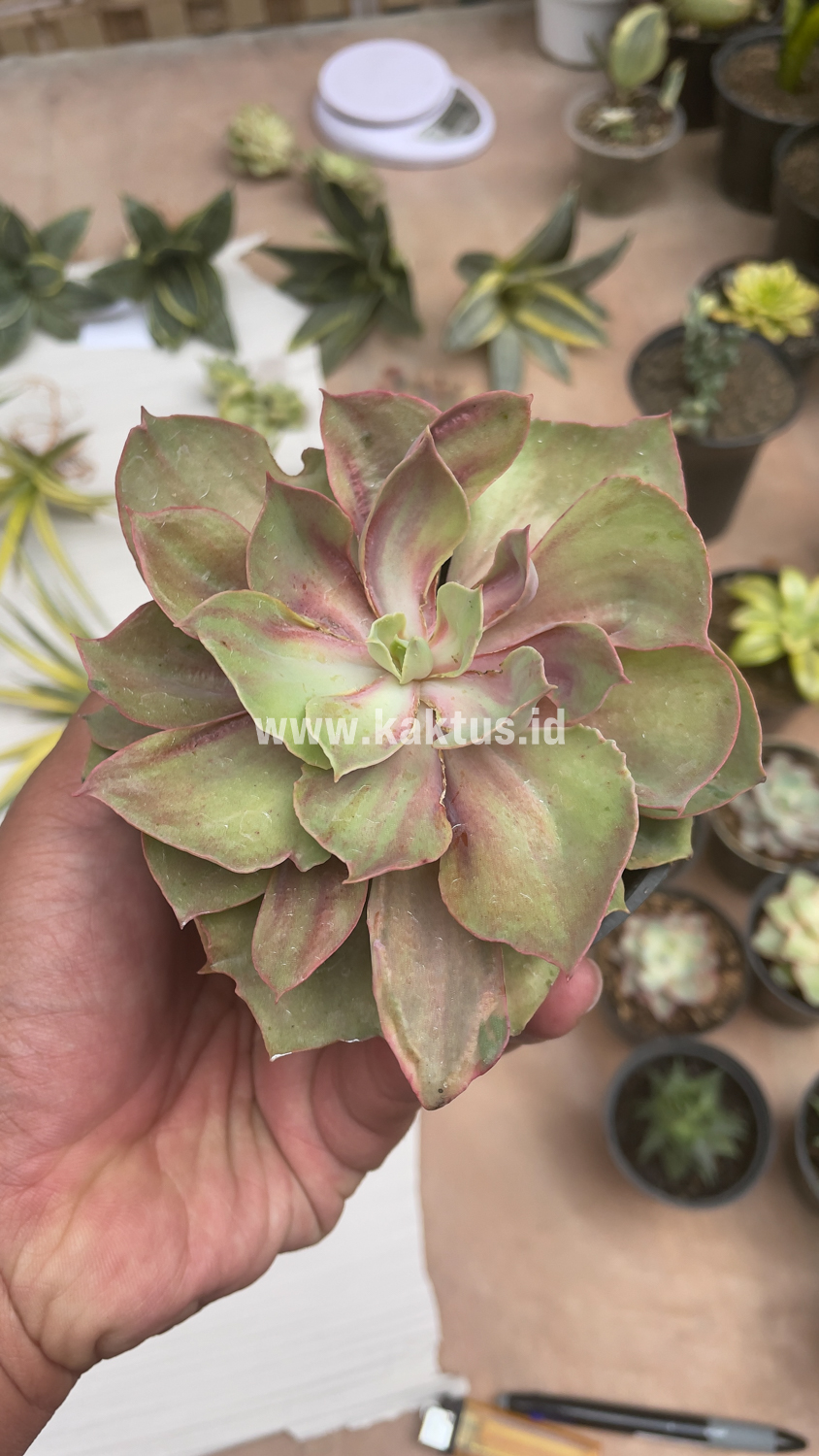 656. Echeveria Monster - Image 25