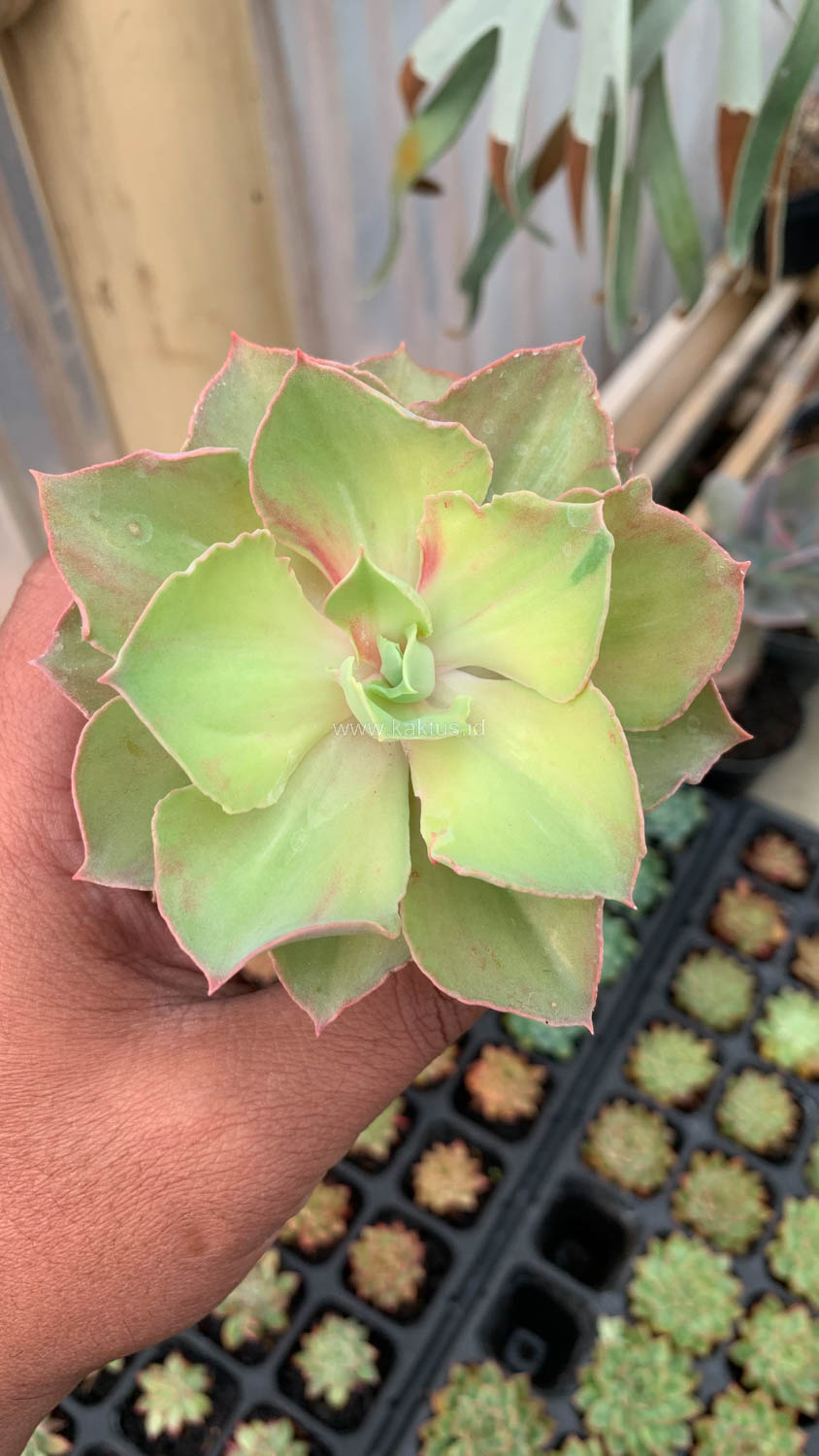 656. Echeveria Monster - Image 28