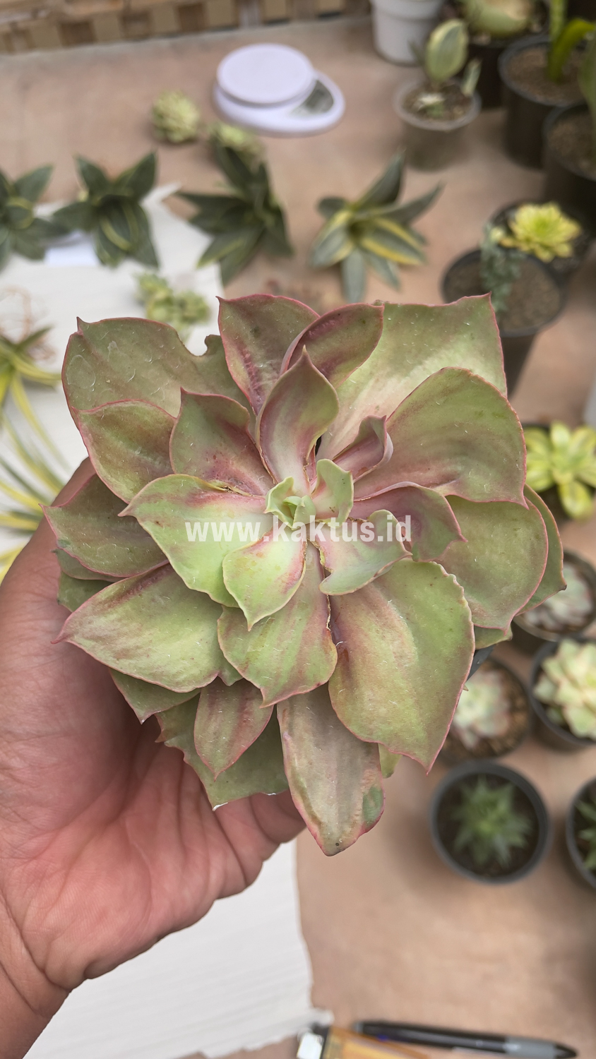 656. Echeveria Monster - Image 24