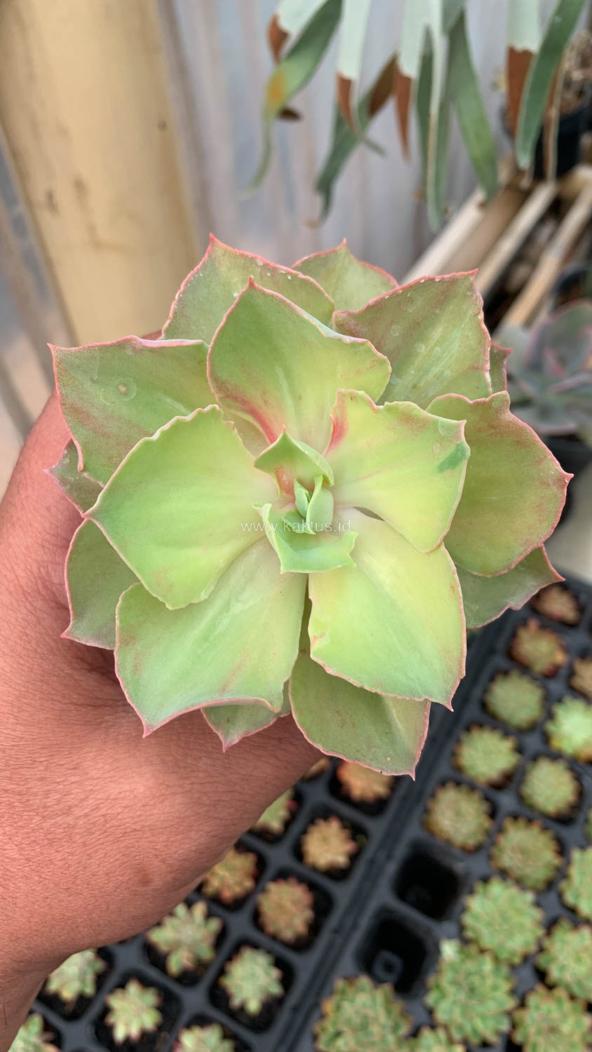 656. Echeveria Monster - Image 5