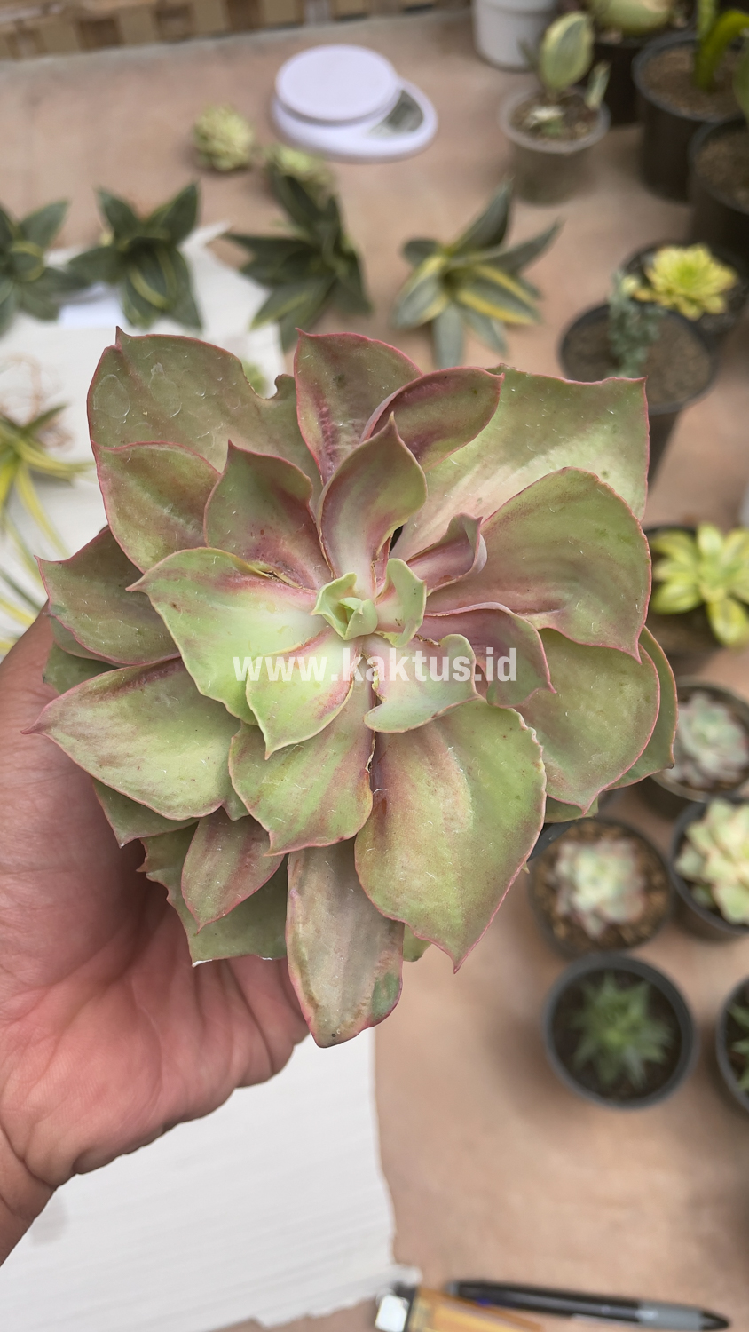 656. Echeveria Monster - Image 2