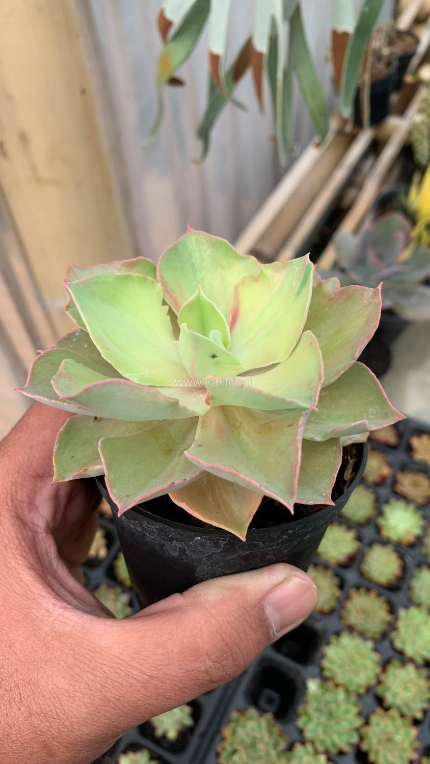 656. Echeveria Monster - Image 18