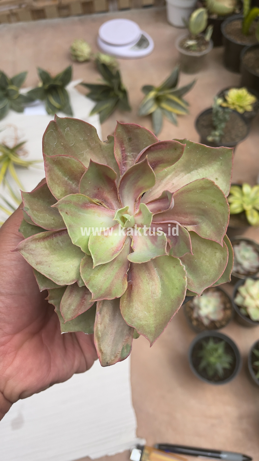 656. Echeveria Monster - Image 23