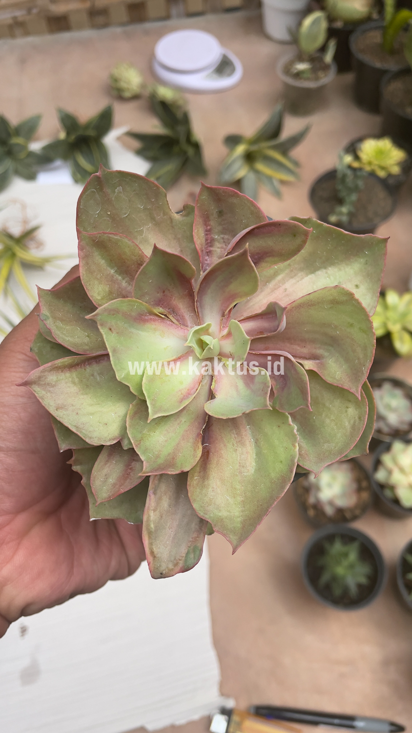 656. Echeveria Monster - Image 22