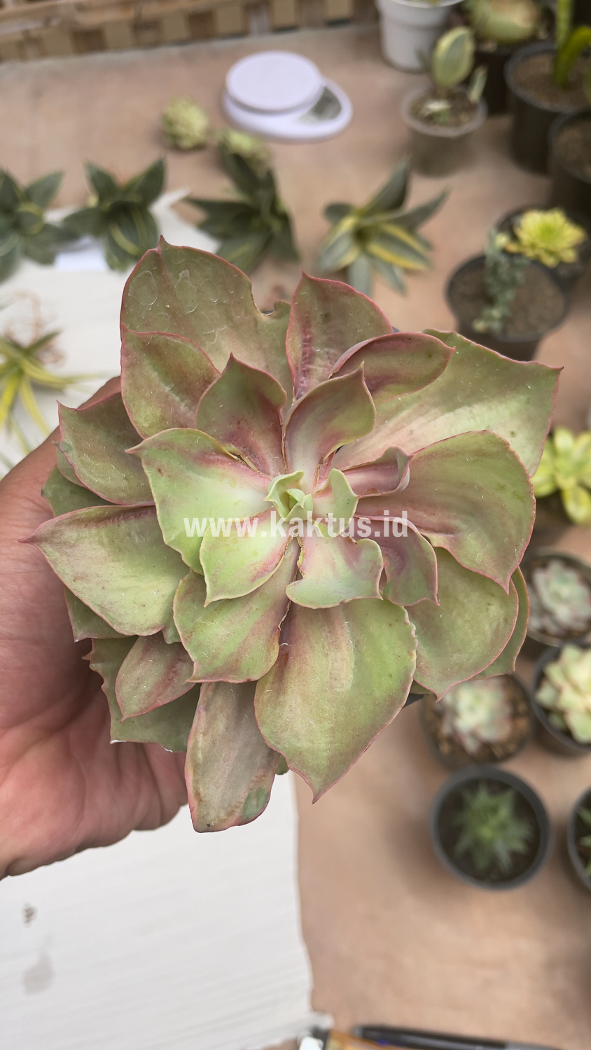 656. Echeveria Monster - Image 21