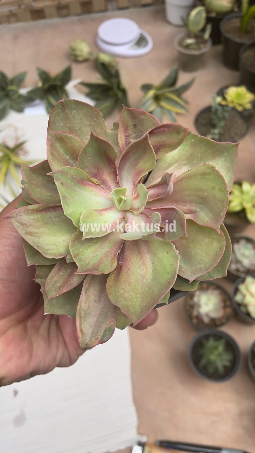 656. Echeveria Monster - Image 20