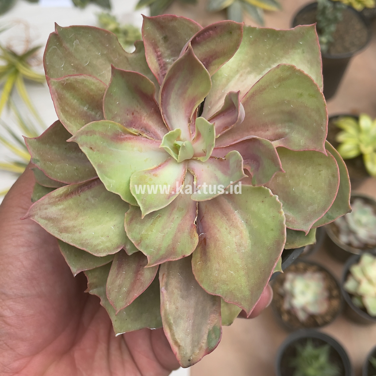 656. Echeveria Monster - Image 27