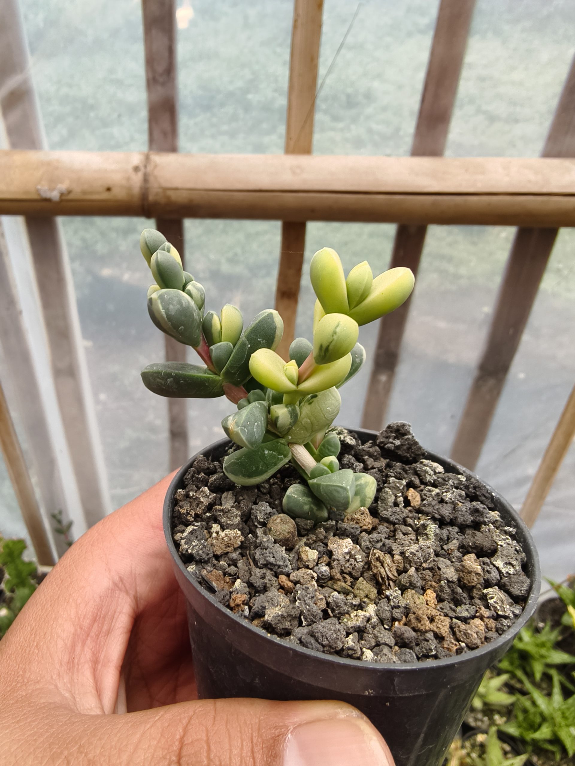 657. Corpuscularia Lehmannii Variegated - Image 2