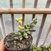 657. Corpuscularia Lehmannii Variegated