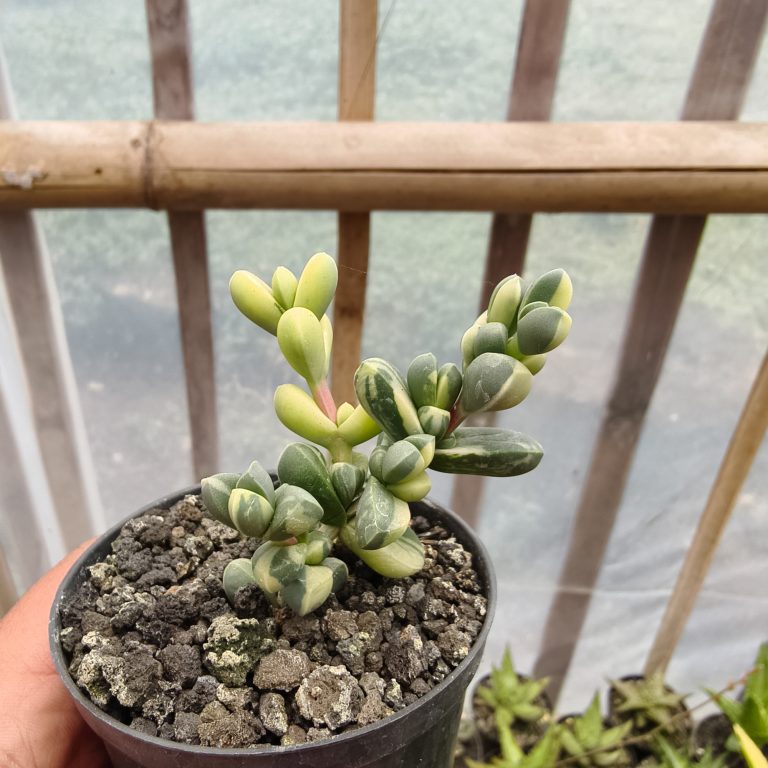 657. Corpuscularia Lehmannii Variegated