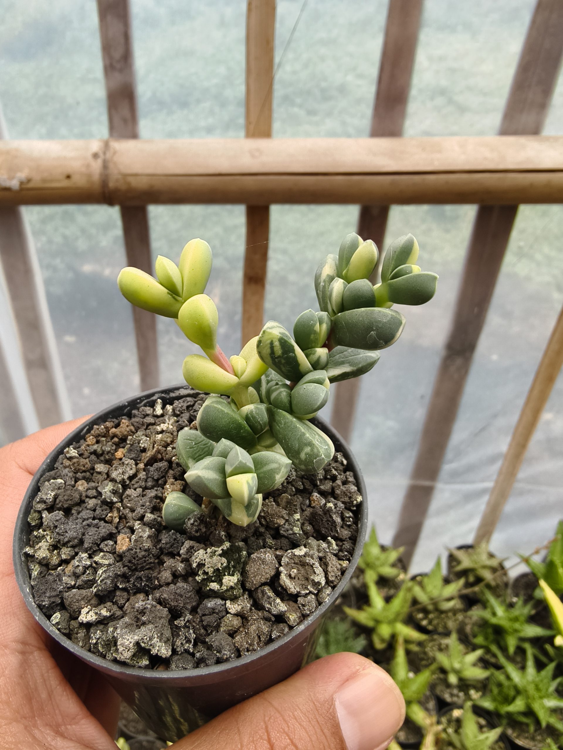 657. Corpuscularia Lehmannii Variegated - Image 3