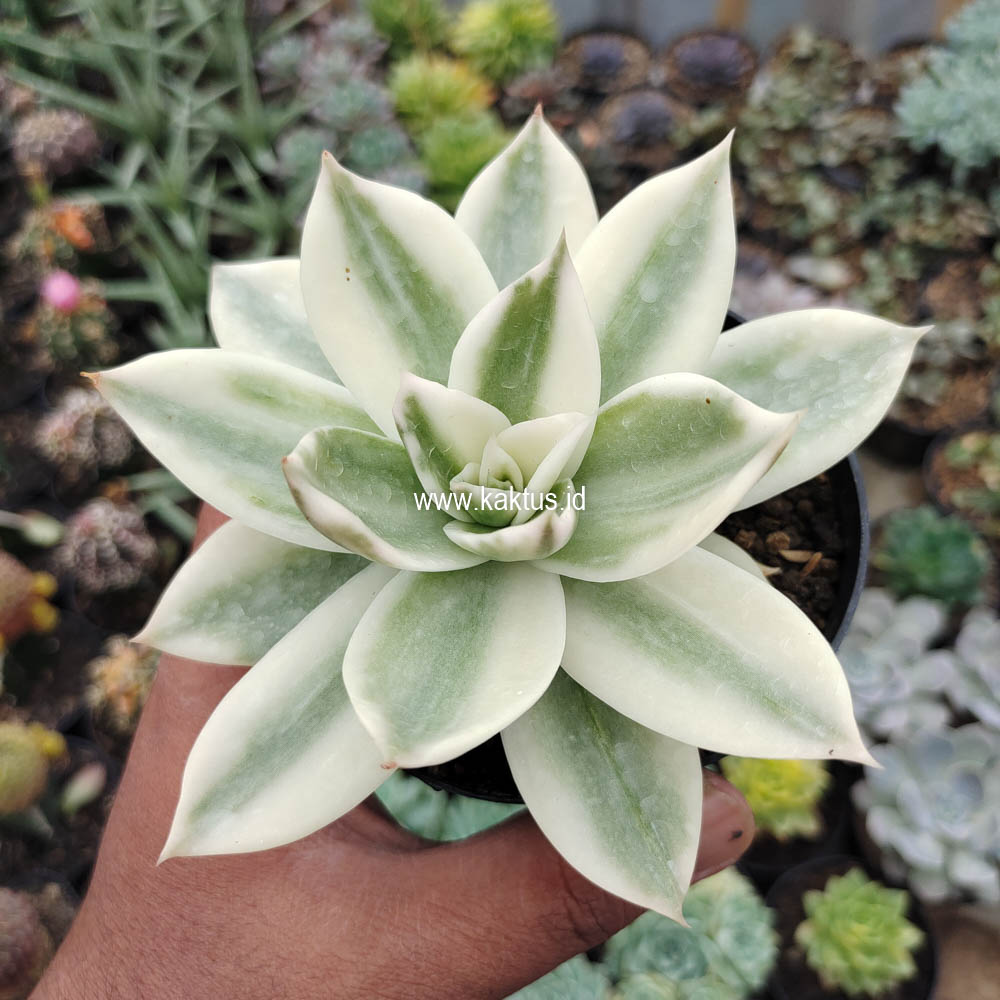 658. Echeveria Agavoides Rubella Aurea Variegated - Image 4