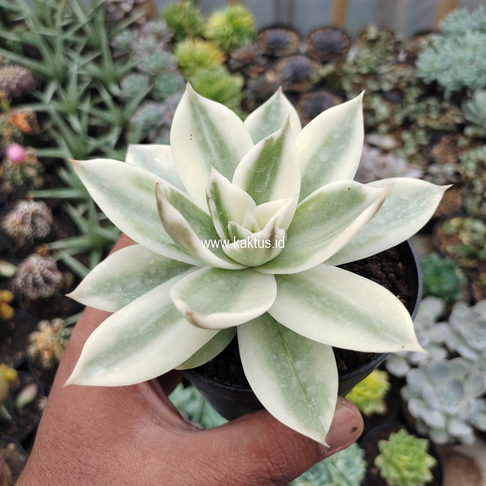 658. Echeveria Agavoides Rubella Aurea Variegated - Image 5