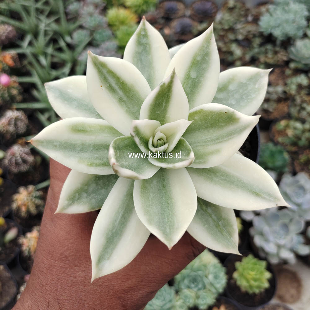 658. Echeveria Agavoides Rubella Aurea Variegated - Image 6