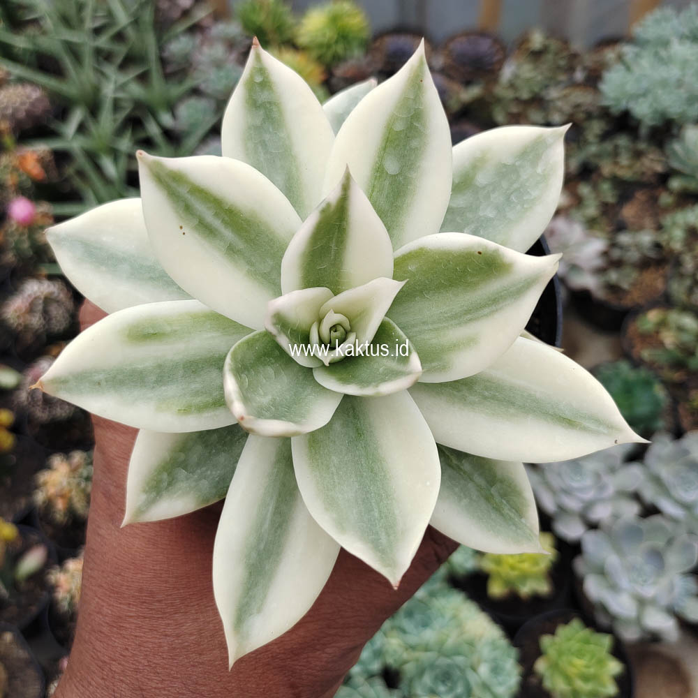 658. Echeveria Agavoides Rubella Aurea Variegated - Image 7