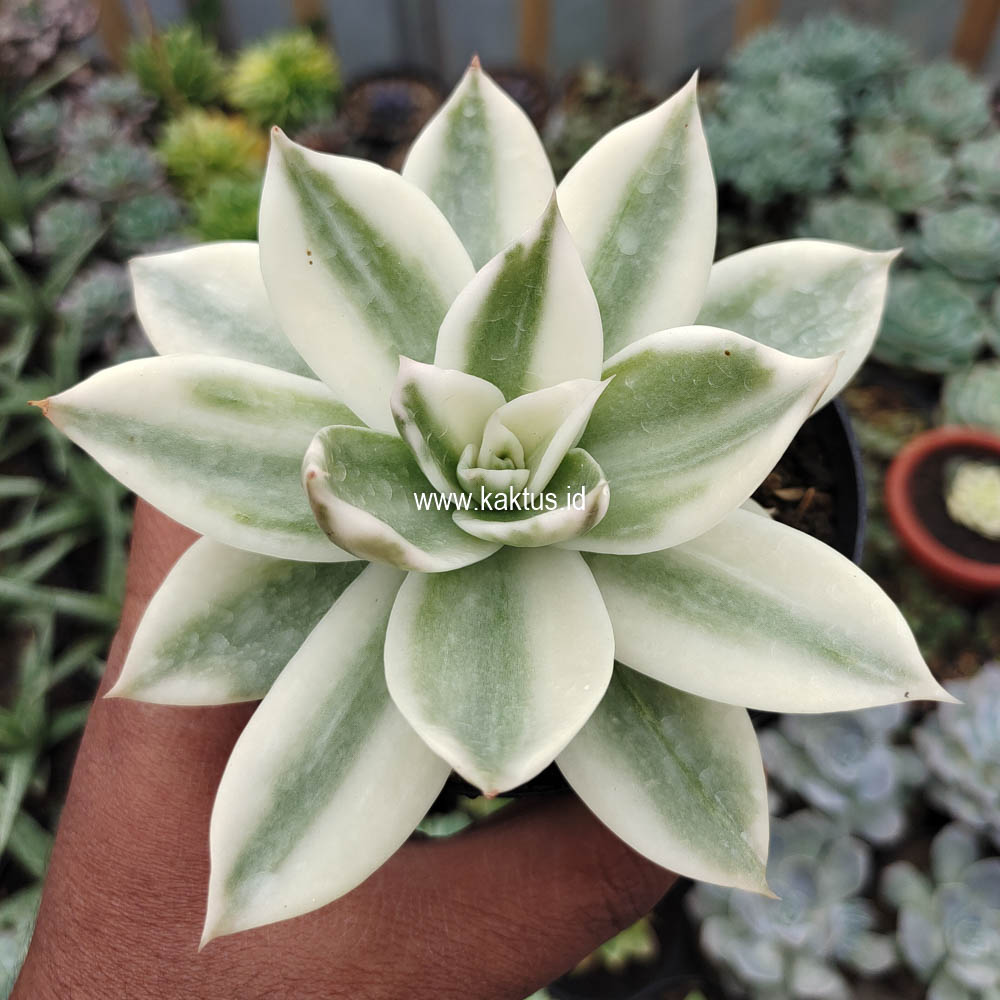 658. Echeveria Agavoides Rubella Aurea Variegated - Image 9