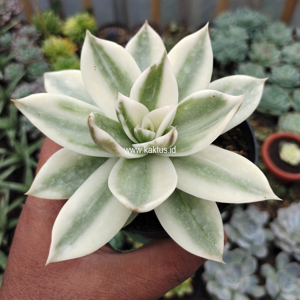 658. Echeveria Agavoides Rubella Aurea Variegated - Image 10