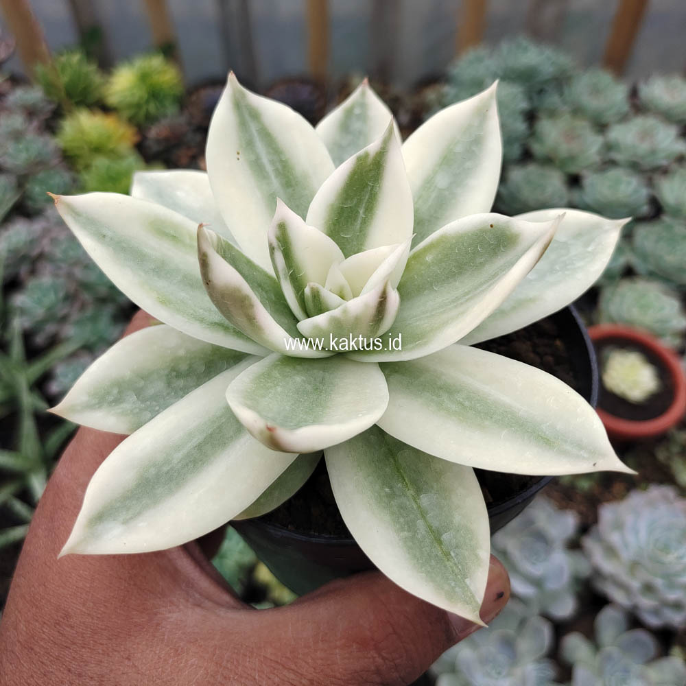 658. Echeveria Agavoides Rubella Aurea Variegated - Image 2