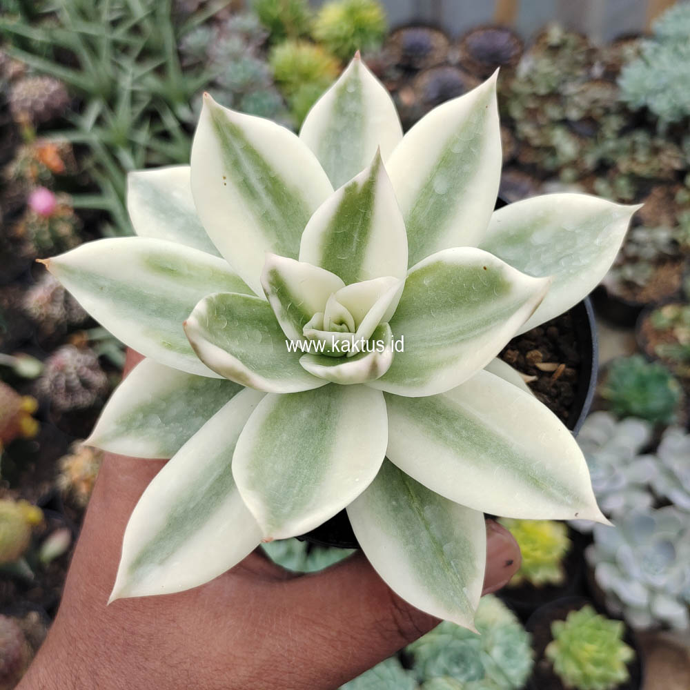 658. Echeveria Agavoides Rubella Aurea Variegated - Image 3
