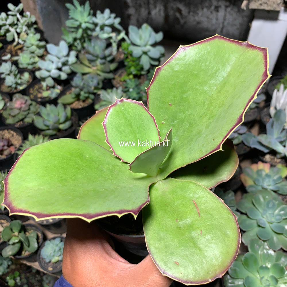 659. Kalanchoe Synsepala Baker - Image 5