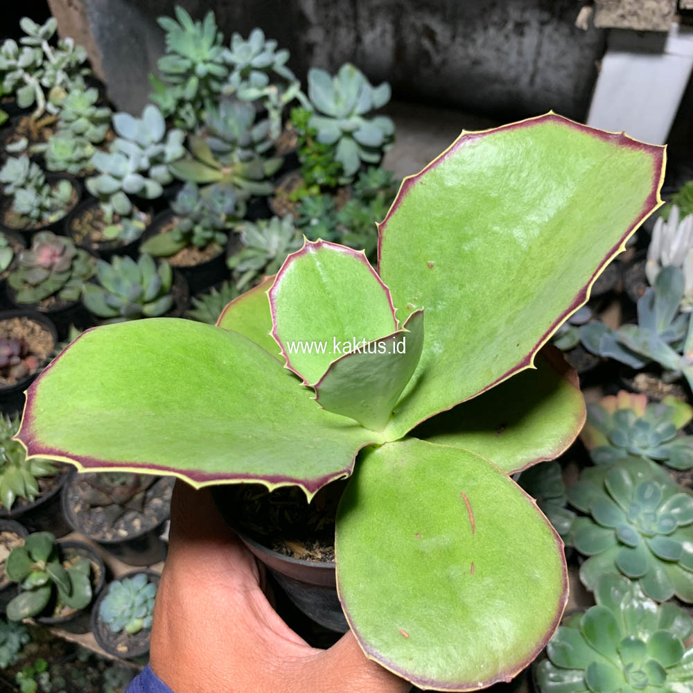 659. Kalanchoe Synsepala Baker - Image 6