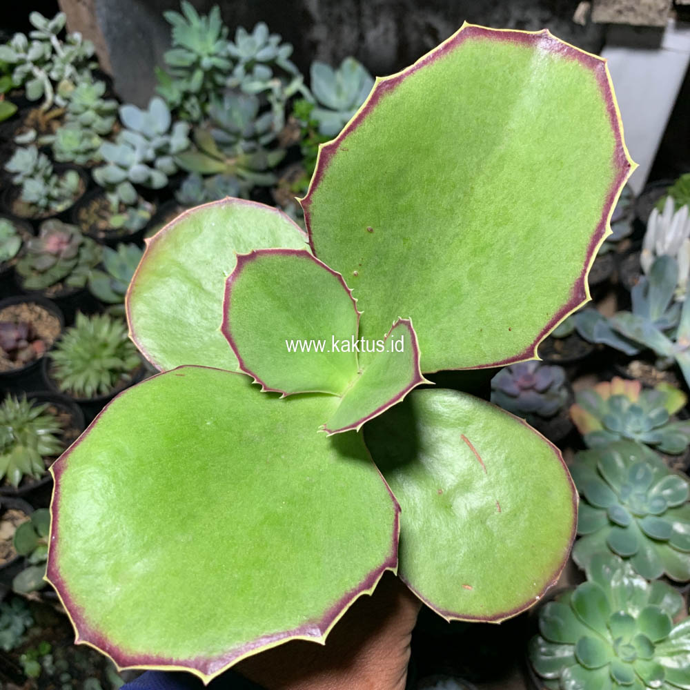 659. Kalanchoe Synsepala Baker - Image 7