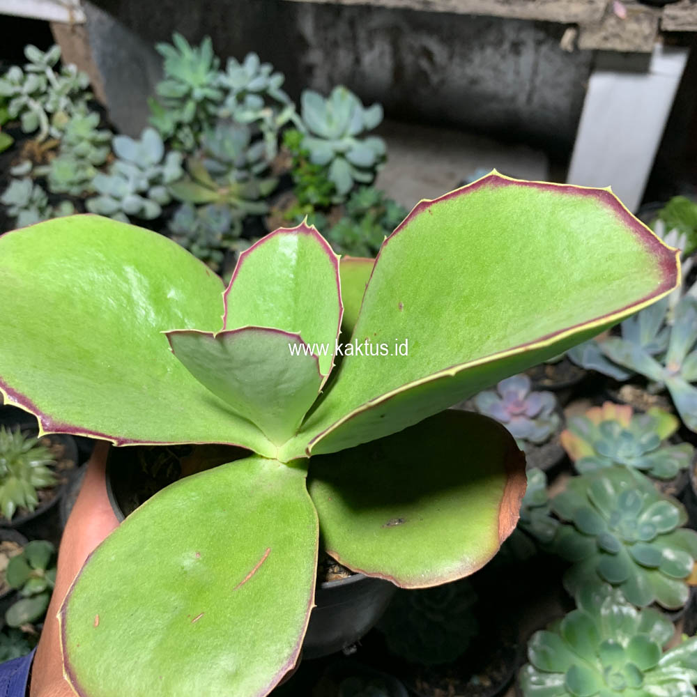 659. Kalanchoe Synsepala Baker - Image 2
