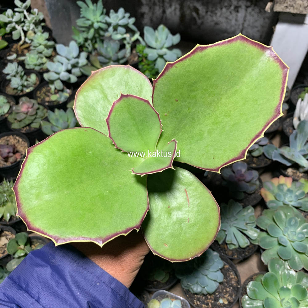 659. Kalanchoe Synsepala Baker - Image 3
