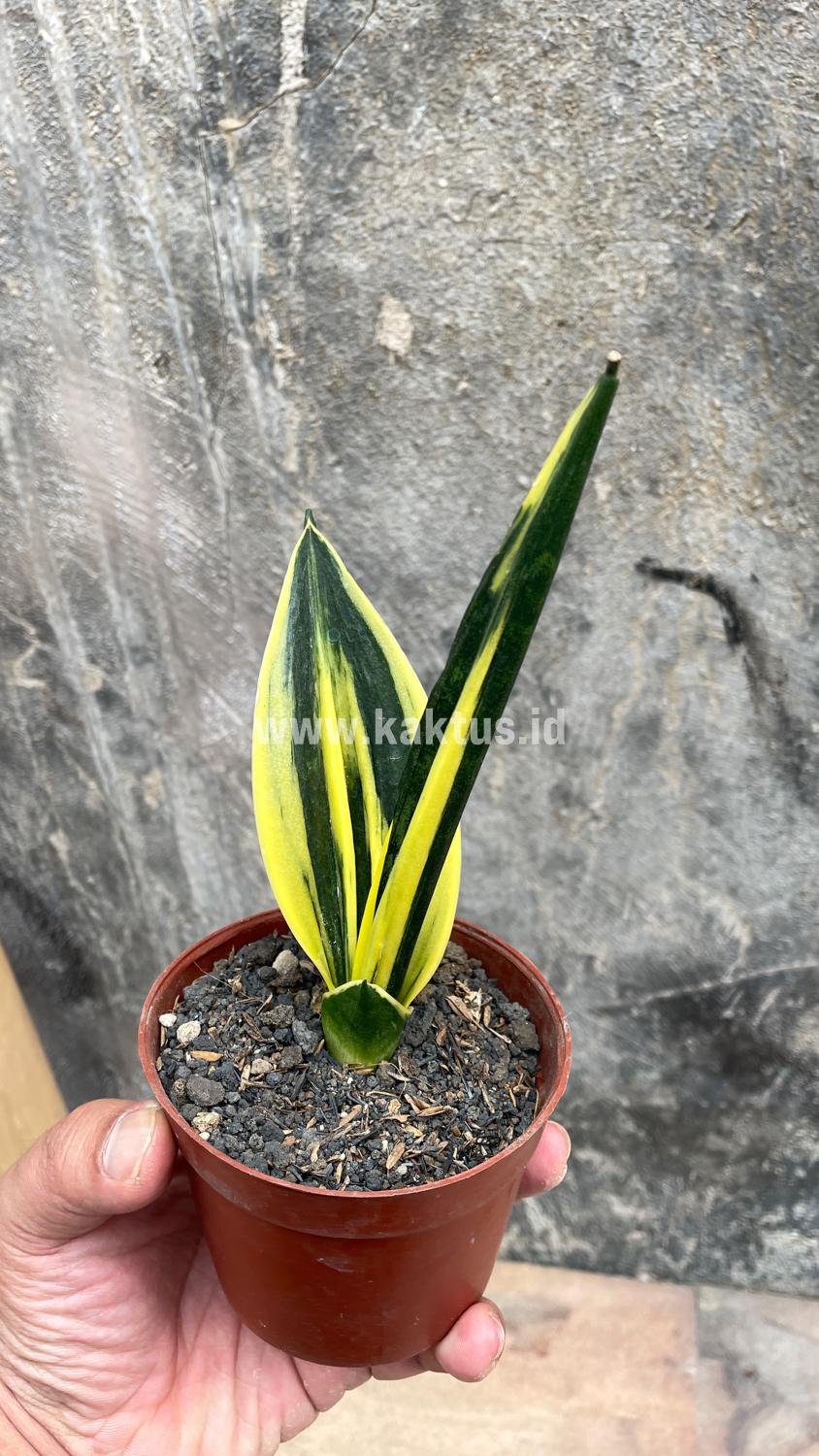 905. Sansevieria Gold Flame Pipe Leaf - Image 20