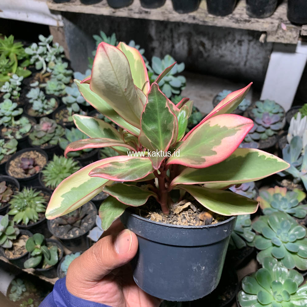 700. Peperomia Clusifolia Tricolor - Image 2