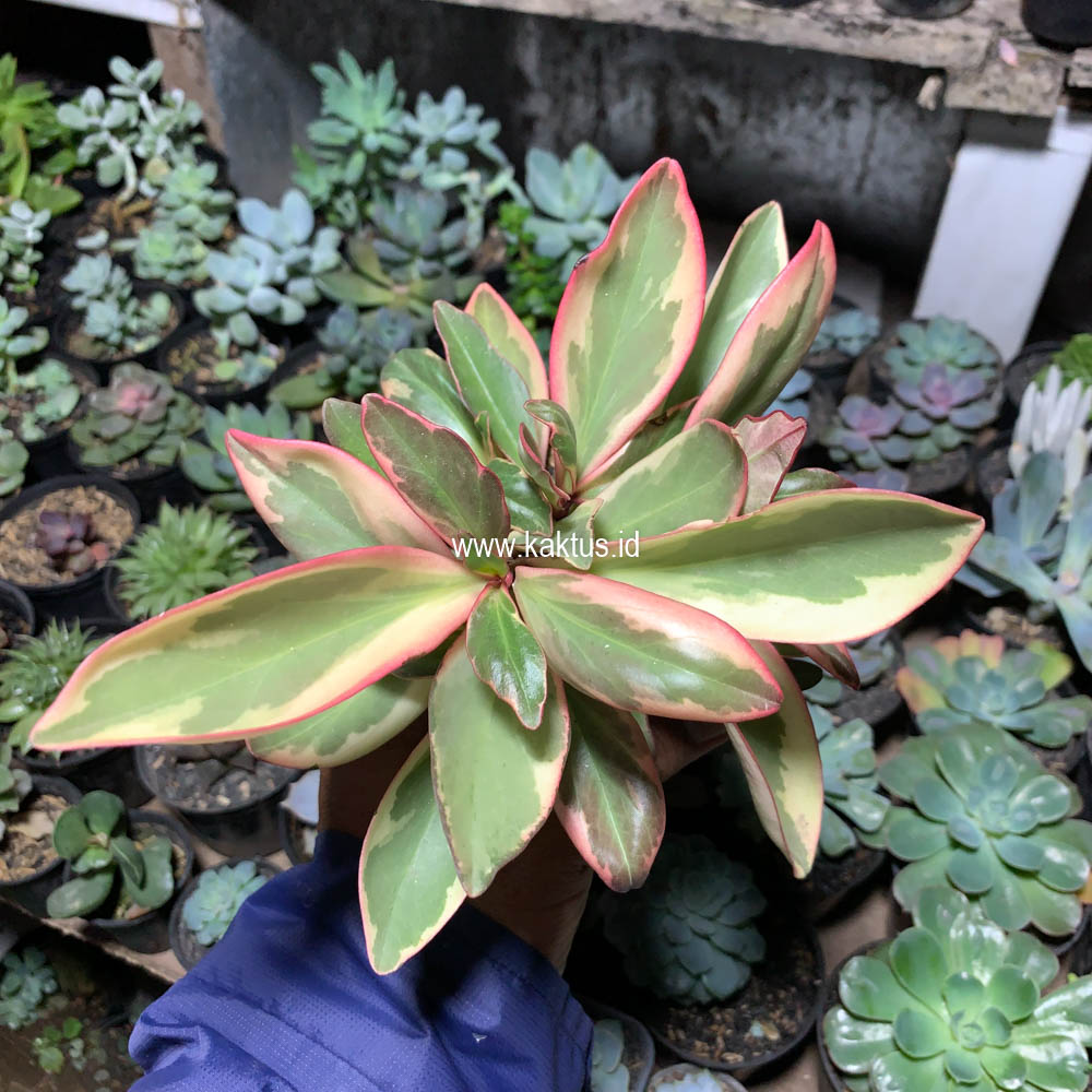 700. Peperomia Clusifolia Tricolor - Image 4