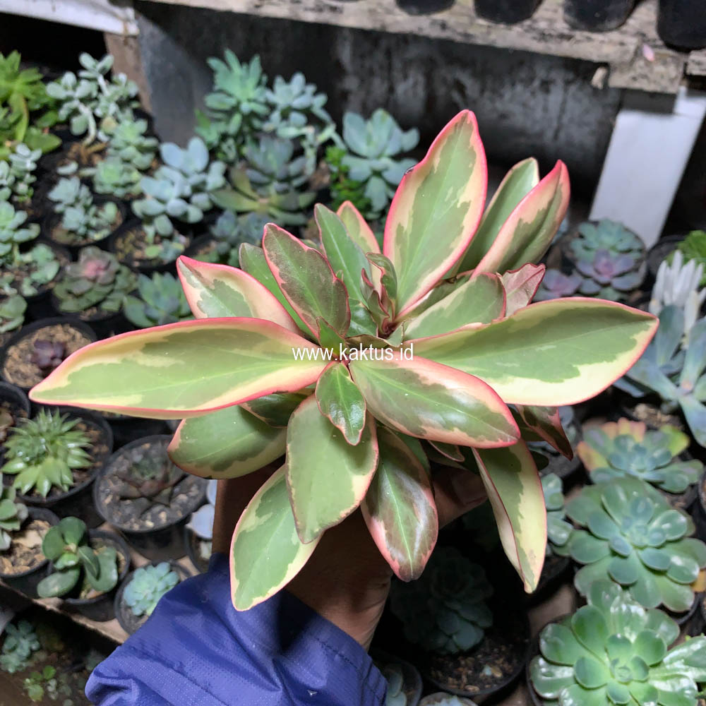 700. Peperomia Clusifolia Tricolor - Image 5