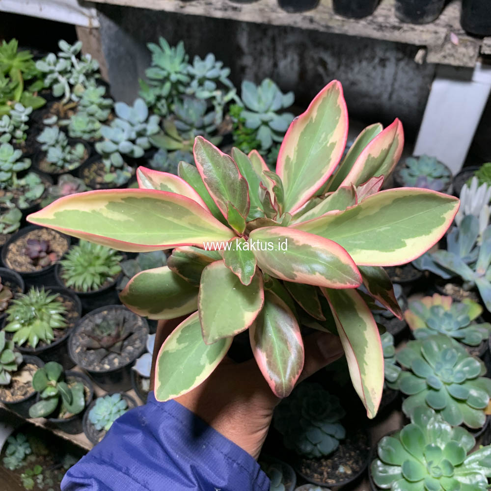 700. Peperomia Clusifolia Tricolor - Image 6