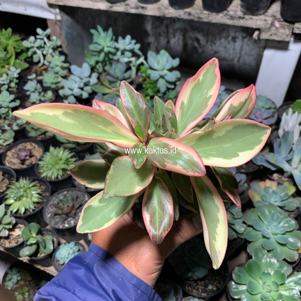 700. Peperomia Clusifolia Tricolor - Image 7