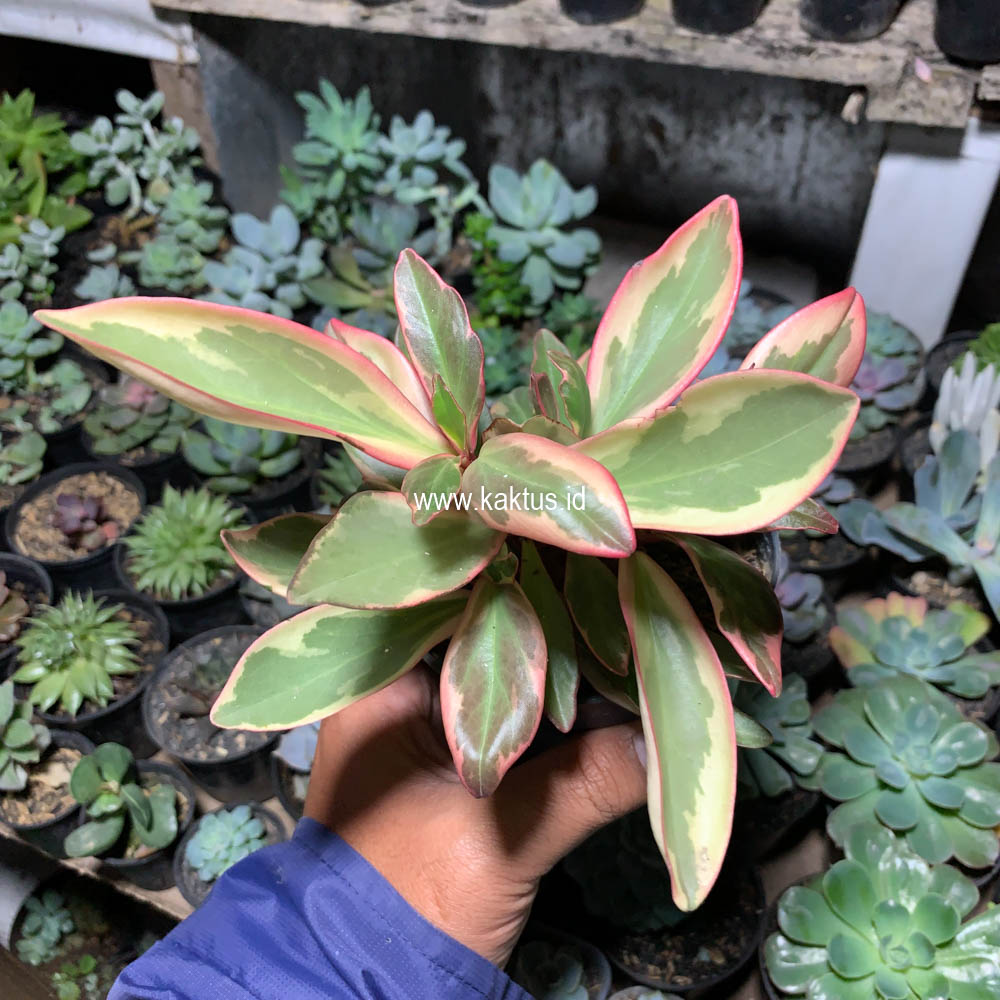 700. Peperomia Clusifolia Tricolor - Image 8