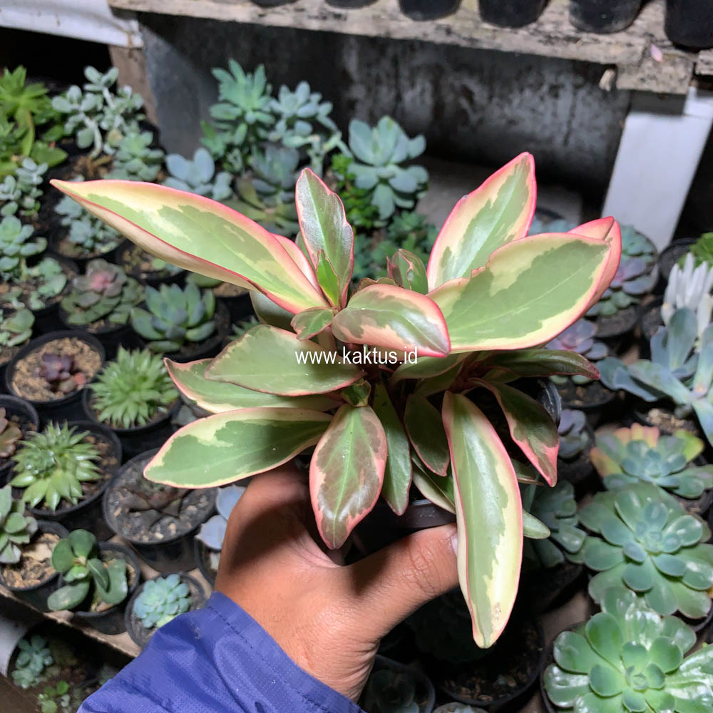 700. Peperomia Clusifolia Tricolor - Image 9