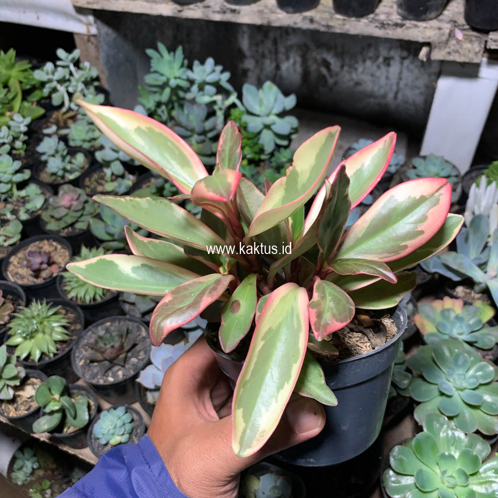 700. Peperomia Clusifolia Tricolor - Image 10