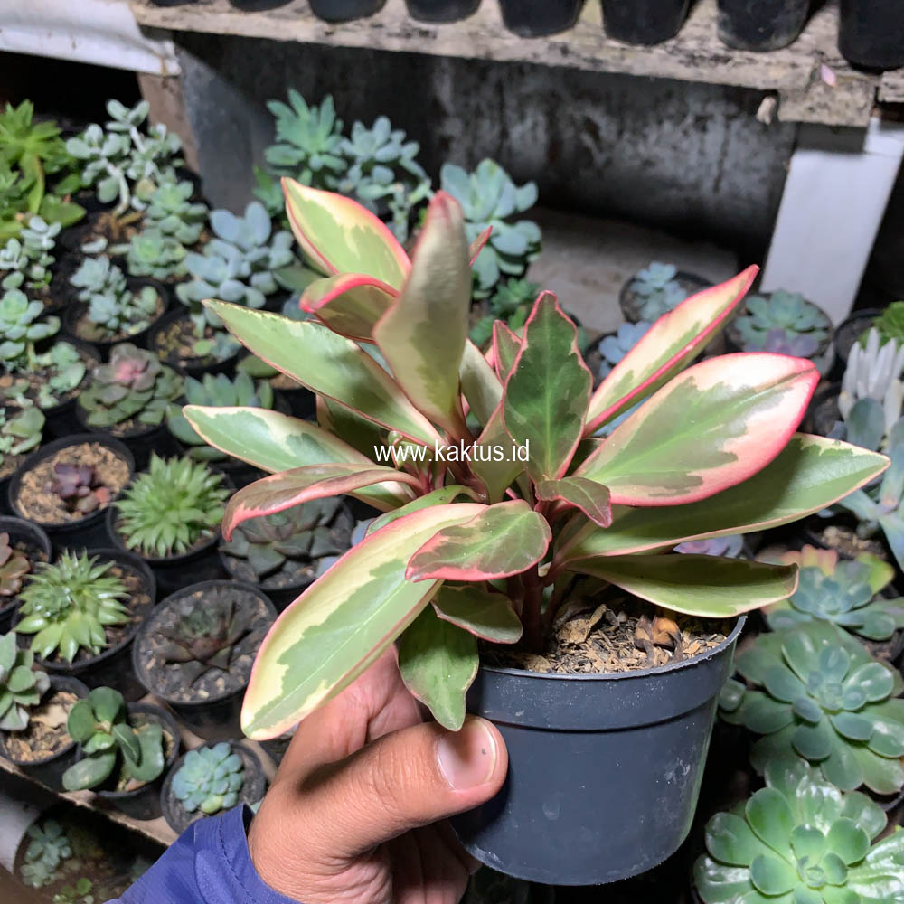 700. Peperomia Clusifolia Tricolor - Image 11