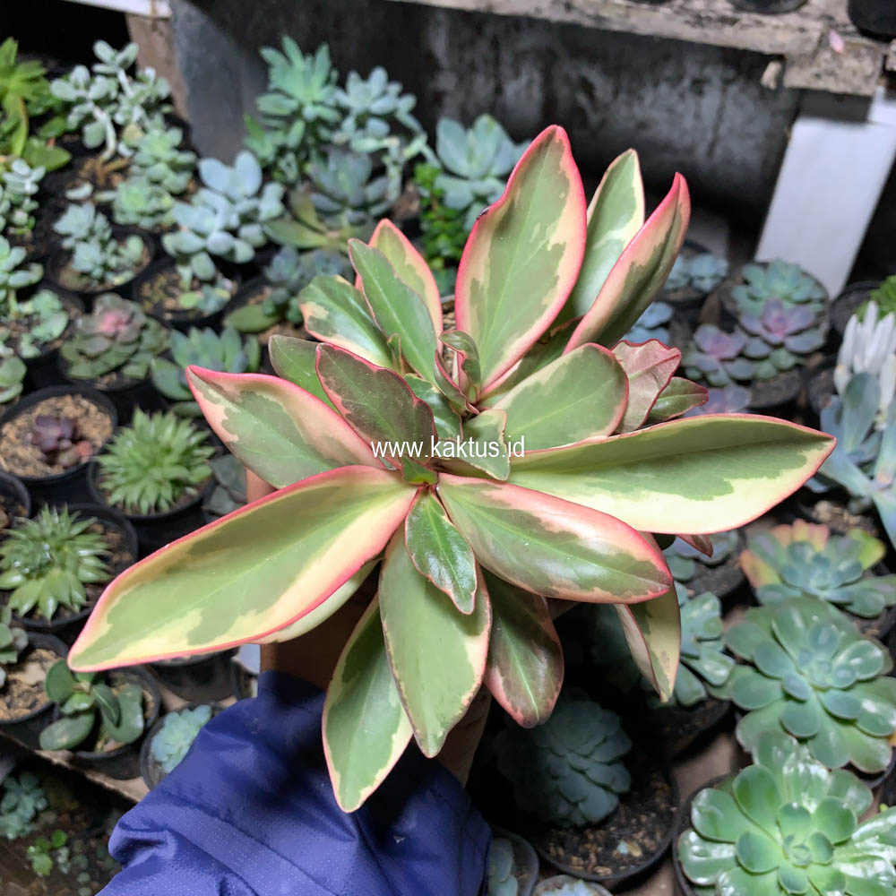 700. Peperomia Clusifolia Tricolor - Image 3