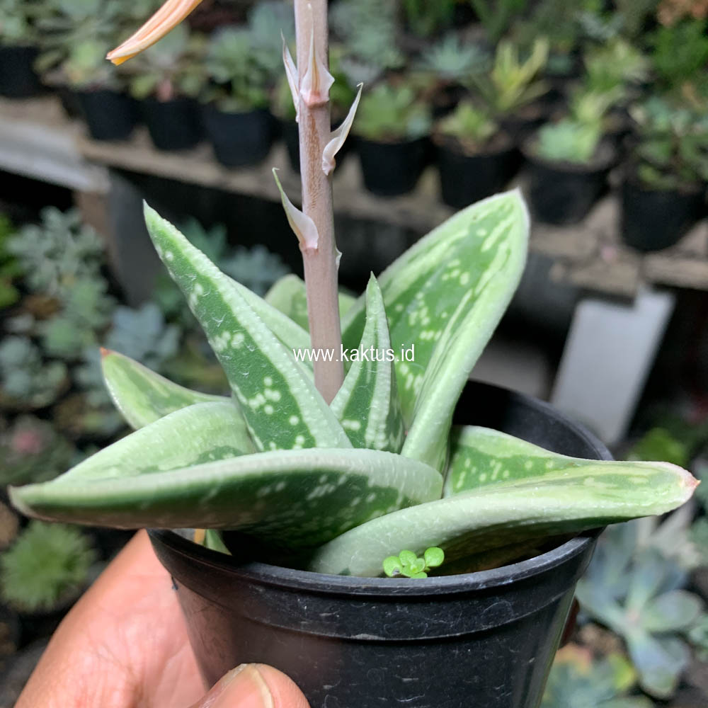 701. Gasteria Green Ice - Image 2